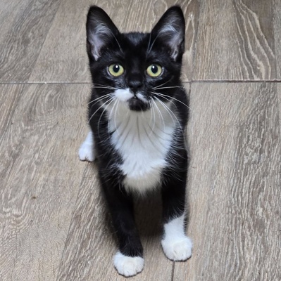 Kätzchen Ginny hofft auf ihre Familie, EKH Jungtier - Katze