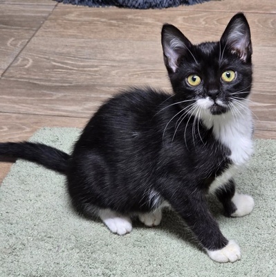 Kätzchen Ginny hofft auf ihre Familie, EKH Jungtier - Katze