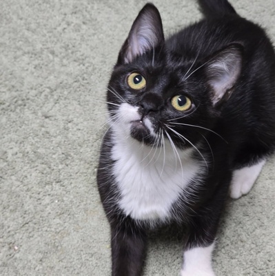 Kätzchen Ginny hofft auf ihre Familie, EKH Jungtier - Katze