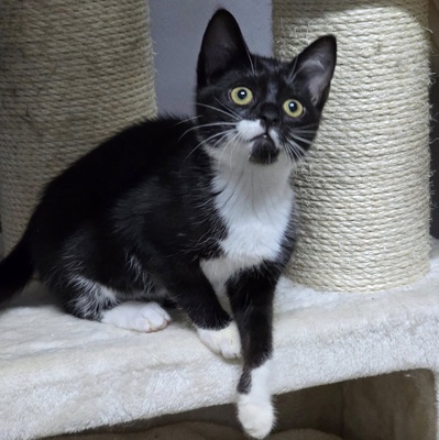 Kätzchen Ginny hofft auf ihre Familie, EKH Jungtier - Katze