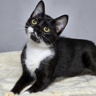 Kätzchen Ginny hofft auf ihre Familie, EKH Jungtier - Katze