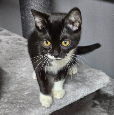 Kätzchen Ginny hofft auf ihre Familie, EKH Jungtier - Katze