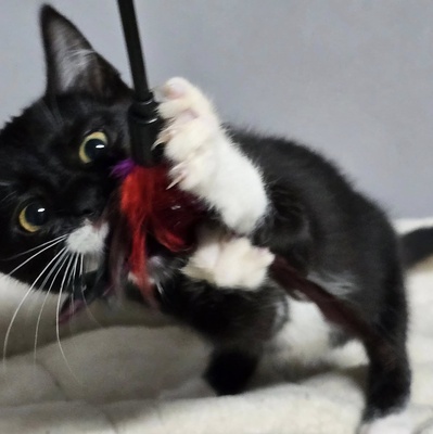 Kätzchen Ginny sucht ihre Menschen, EKH Jungtier - Katze