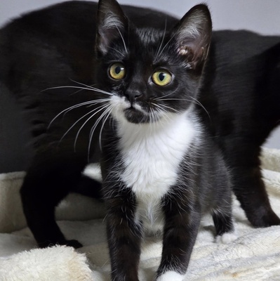 Kätzchen Ginny sucht ihre Menschen, EKH Jungtier - Katze