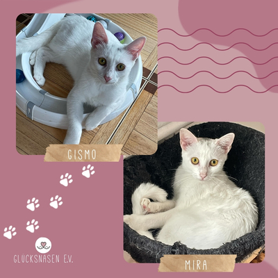 Kätzchen Gismo und Mira sind bereit für Dich, EKH - Kater