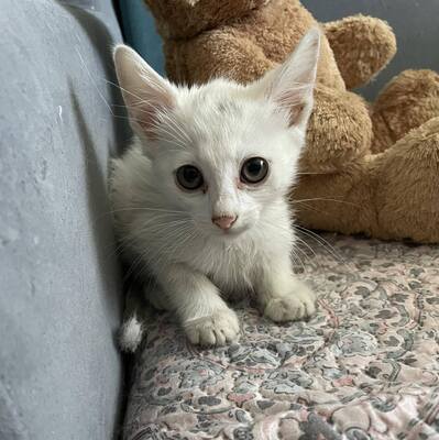 Kätzchen Gismo und Mira sind bereit für Dich, EKH - Kater