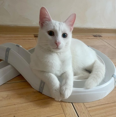 Kätzchen Gismo und Mira sind bereit für Dich, EKH - Kater