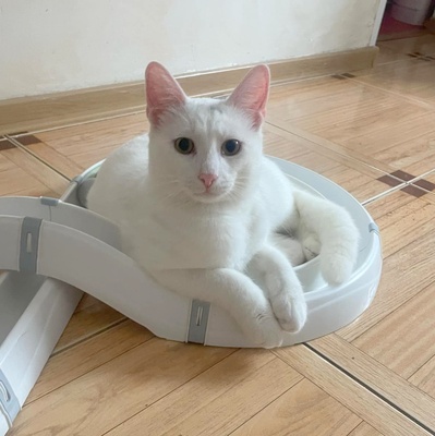 Kätzchen Gismo und Mira sind bereit für Dich, EKH - Kater