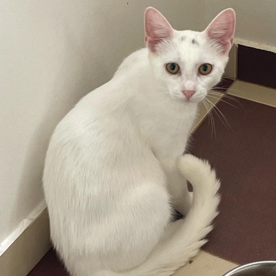 Kätzchen Gismo und Mira sind bereit für Dich, EKH - Kater
