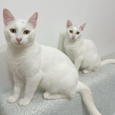 Kätzchen Gismo und Mira sind bereit für Dich, EKH - Kater