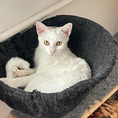 Kätzchen Gismo und Mira sind bereit für Dich, EKH - Kater