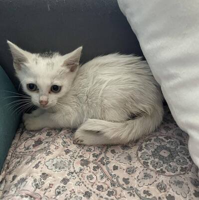 Kätzchen Gismo und Mira sind bereit für Dich, EKH - Kater