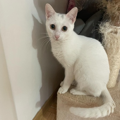 Kätzchen Gismo und Mira sind bereit für Dich, EKH - Kater