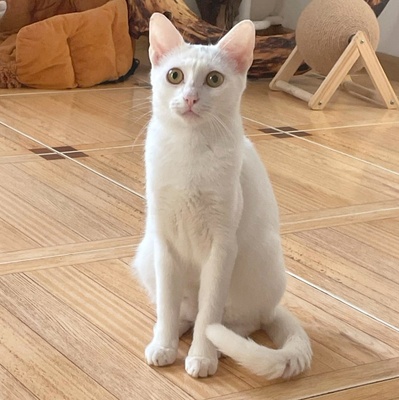 Kätzchen Gismo und Mira sind bereit für Dich, EKH - Kater