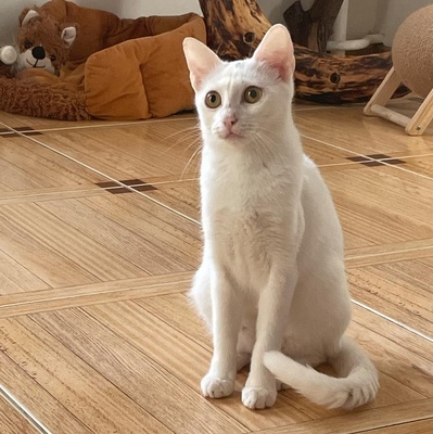 Kätzchen Gismo und Mira sind bereit für Dich, EKH - Kater