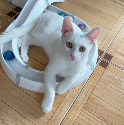 Kätzchen Gismo und Mira sind bereit für Dich, EKH - Kater