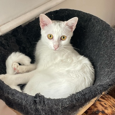 Kätzchen Gismo und Mira sind bereit für Dich, EKH - Kater