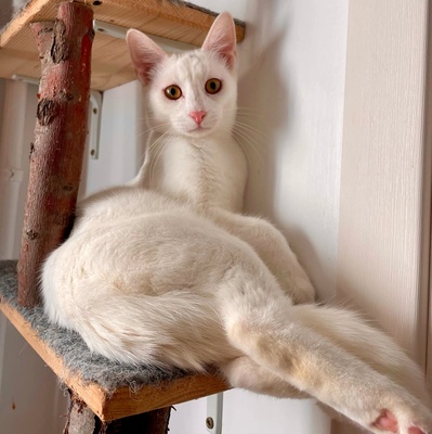 Kätzchen Gismo und Mira sind bereit für Dich, EKH - Kater