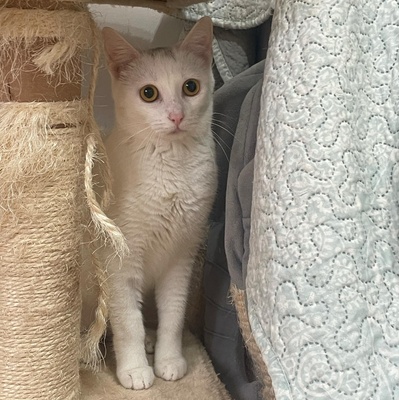 Kätzchen Gismo und Mira sind bereit für Dich, EKH - Kater
