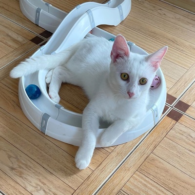 Kätzchen Gismo und Mira sind bereit für Dich, EKH - Kater