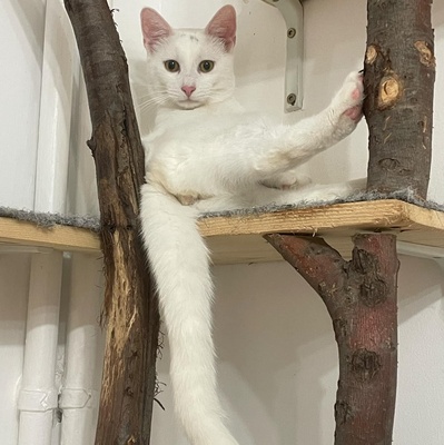 Kätzchen Gismo und Mira suchen ihre Dosis, EKH - Kater