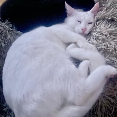 Kätzchen Gismo und Mira warten auf eure Zuschriften, EKH Jungtier - Kater