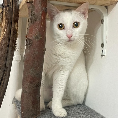 Kätzchen Gismo und Mira warten auf eure Zuschriften, EKH Jungtier - Kater