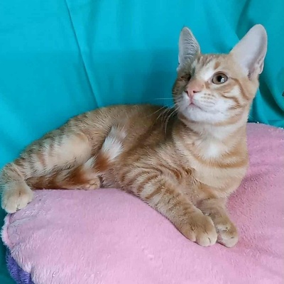 Kätzchen Goldie sucht Dich zum schmusen, EKH Jungtier - Katze