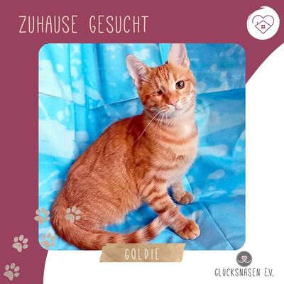 Kätzchen Goldie sucht ihr Glück