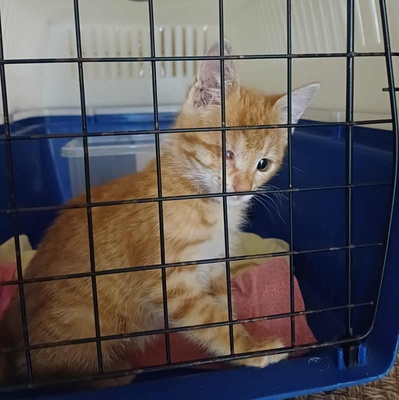 Kätzchen Goldie sucht ihr Glück, EKH Jungtier - Katze