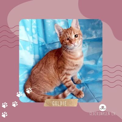 Kätzchen Goldie wünscht sich eine Familie, EKH Jungtier - Katze