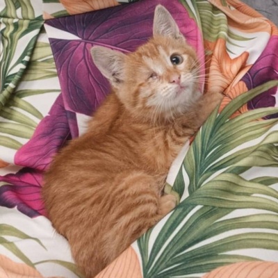 Kätzchen Goldie wünscht sich eine Familie, EKH Jungtier - Katze