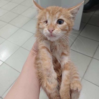 Kätzchen Goldie wünscht sich eine Familie, EKH Jungtier - Katze