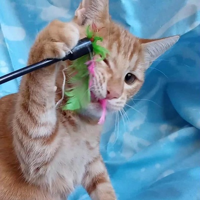 Kätzchen Goldie wünscht sich eine Familie, EKH Jungtier - Katze