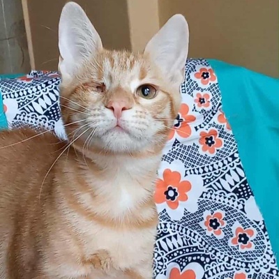 Kätzchen Goldie wünscht sich eine Familie, EKH Jungtier - Katze