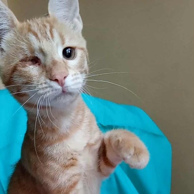 Kätzchen Goldie wünscht sich eine Familie, EKH Jungtier - Katze