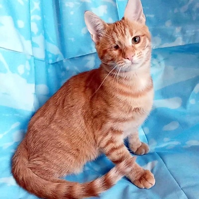Kätzchen Goldie wünscht sich eine Familie, EKH Jungtier - Katze