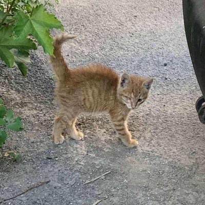 Kätzchen Goldie wünscht sich eine Familie, EKH Jungtier - Katze