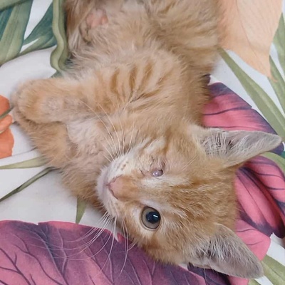 Kätzchen Goldie wünscht sich eine Familie, EKH Jungtier - Katze