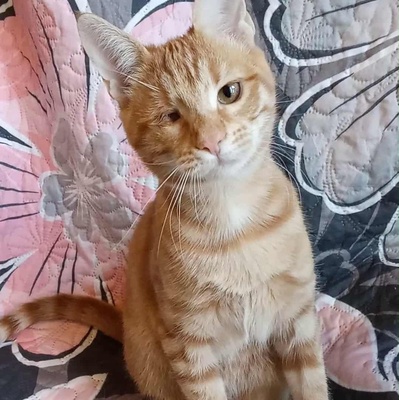 Kätzchen Goldie wünscht sich eine Familie, EKH Jungtier - Katze