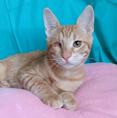Kätzchen Goldie wünscht sich eine Familie, EKH Jungtier - Katze