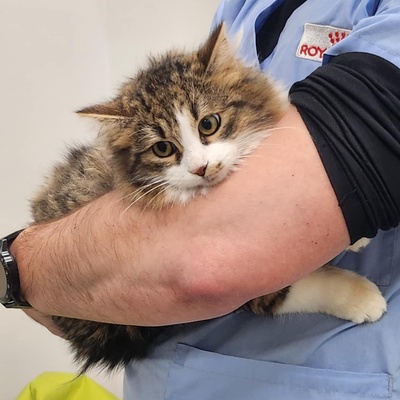 Kätzchen Hänsel und Gretel brauchen etwas Zeit, EKH Jungtier - Kater