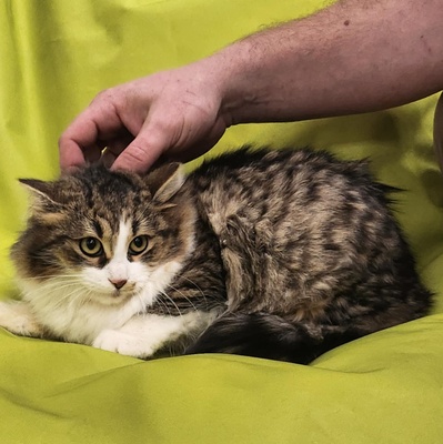 Kätzchen Hänsel und Gretel brauchen etwas Zeit, EKH Jungtier - Kater