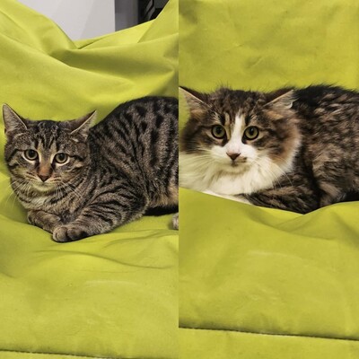 Kätzchen Hänsel und Gretel brauchen etwas Zeit, EKH Jungtier - Kater