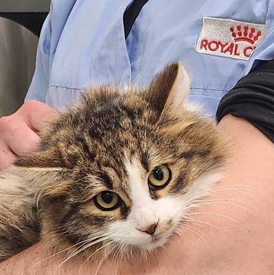 Kätzchen Hänsel und Gretel brauchen etwas Zeit, EKH Jungtier - Kater