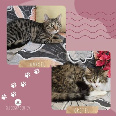 Kätzchen Hänsel und Gretel suchen ihre Dosenöffner, EKH Jungtier - Kater
