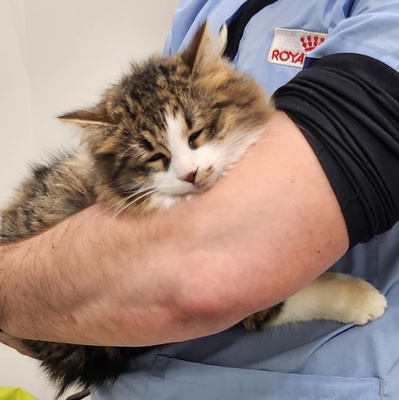 Kätzchen Hänsel und Gretel suchen ihre Dosenöffner, EKH Jungtier - Kater