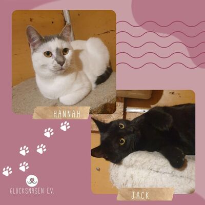 Kätzchen Hannah und Jack suchen Ihre Dosis, EKH Jungtier - Katze