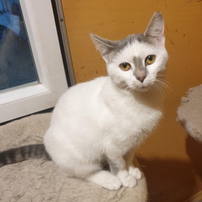 Kätzchen Hannah und Jack suchen Ihre Dosis, EKH Jungtier - Katze