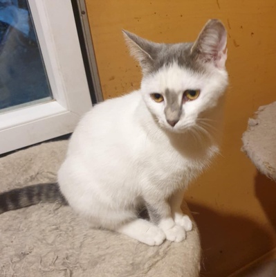 Kätzchen Hannah und Jack suchen Ihre Dosis, EKH Jungtier - Katze